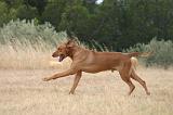 RODESIAN RIDGEBACK 254